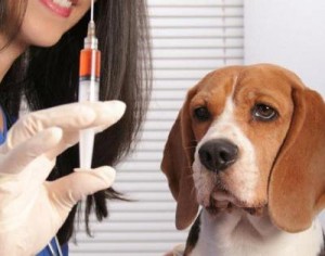 vaccin chien